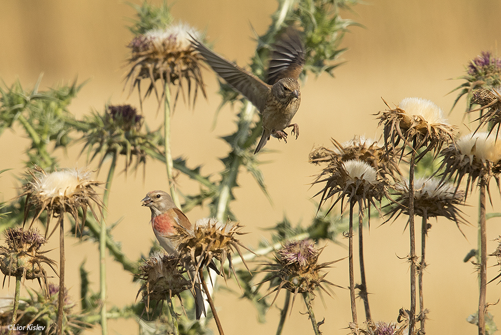 .Common Linnet Carduelis cannabina ,Kibbutz Meitzar,May 2015.,Lior Kislev